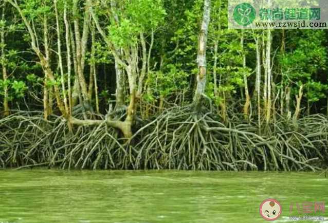 红树林生活在海水中地下部分长期处于哪种环境 神奇海洋11月17日答案