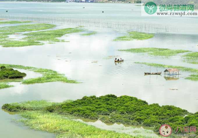 蚂蚁森林红树林生活在海水中地下部分长期处于什么环境 神奇海洋11月17日正确答案