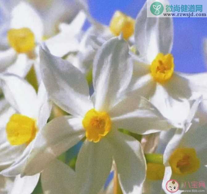 水仙腊梅哪种花有凌波仙子的美称 蚂蚁庄园12月2日答案