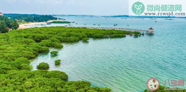 蚂蚁森林红树林湿地生态系统一般包括红树林滩涂和什么 神奇海洋12月5日答案