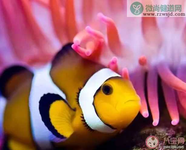 小丑鱼喜欢与以下哪种海洋生物一起生活 神奇海洋12月23日答案