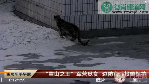 2只雪豹偷鸡一只踩点一只放哨是怎么回事 雪豹喜欢吃什么