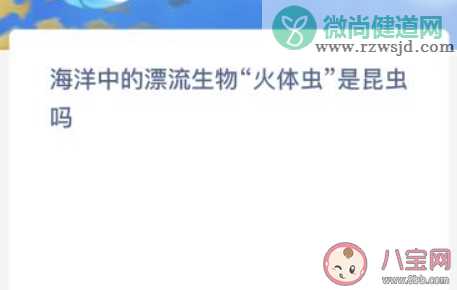 海洋中的漂流生物火体虫是昆