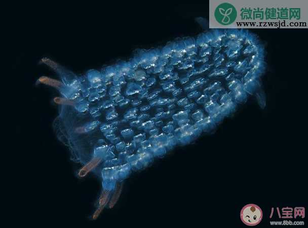 海洋中的漂流生物火体虫是昆虫吗 神奇海洋1月13日问题答案