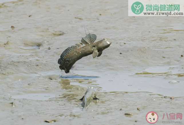 蚂蚁森林弹涂鱼经常眨眼睛主要是为了什么 神奇海洋1月17答案