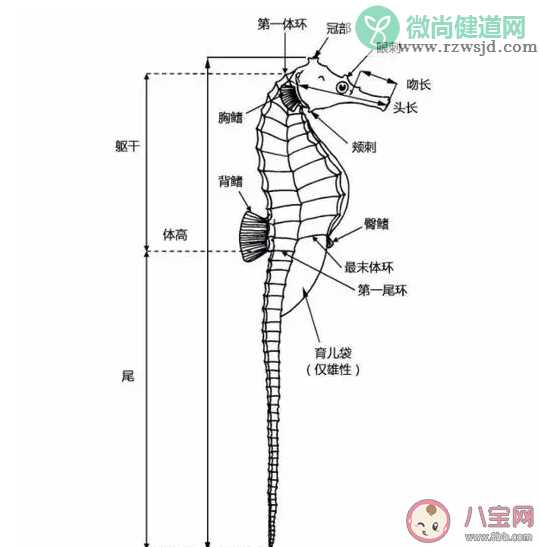 哪种动物被称为海洋里的四不像 神奇海洋1月19日答案