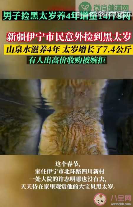 男子捡黑太岁养4年增重14斤8