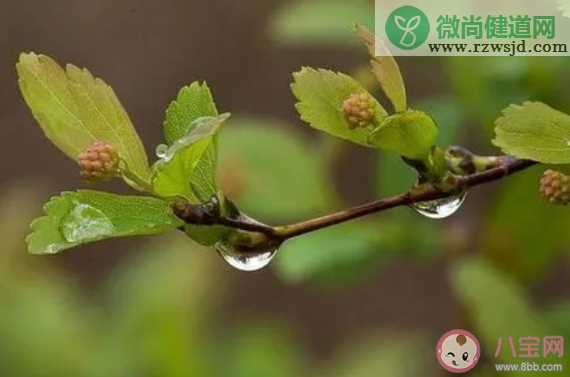 杜甫描写雨的名句好雨知时节下一句是什么 蚂蚁庄园2月4日答案最新