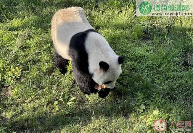 蚂蚁庄园以下哪种动物属于秦岭四宝 2月9日答案解析