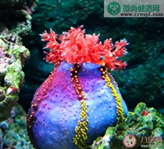 海底生物海苹果是一种什么 蚂蚁森林神奇海洋2月11日答案