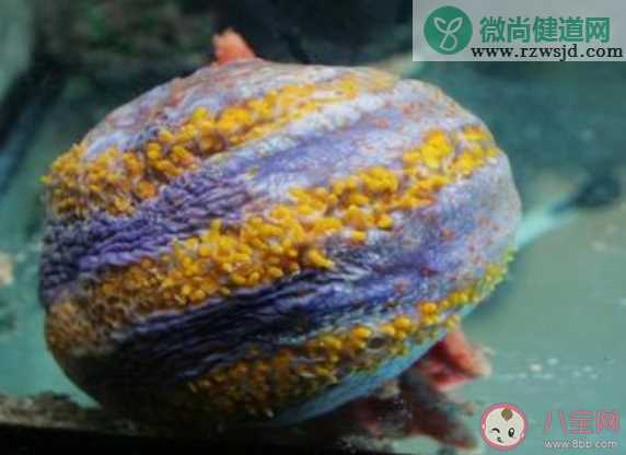 海底生物海苹果是一种什么 蚂蚁森林神奇海洋2月11日答案