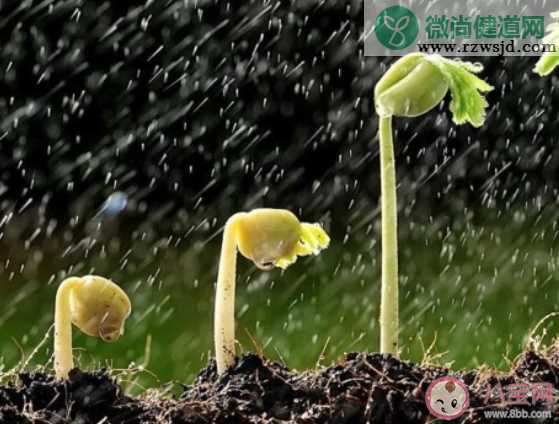 以下哪种现象会在雨水节气出现 蚂蚁庄园2月19日答案介绍