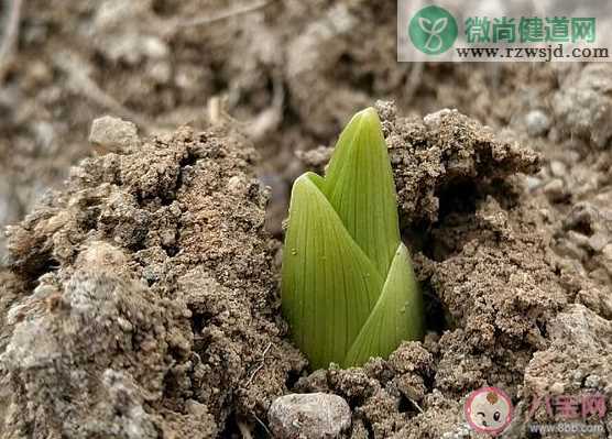 以下哪种现象会在雨水节气出现 蚂蚁庄园2月19日答案介绍