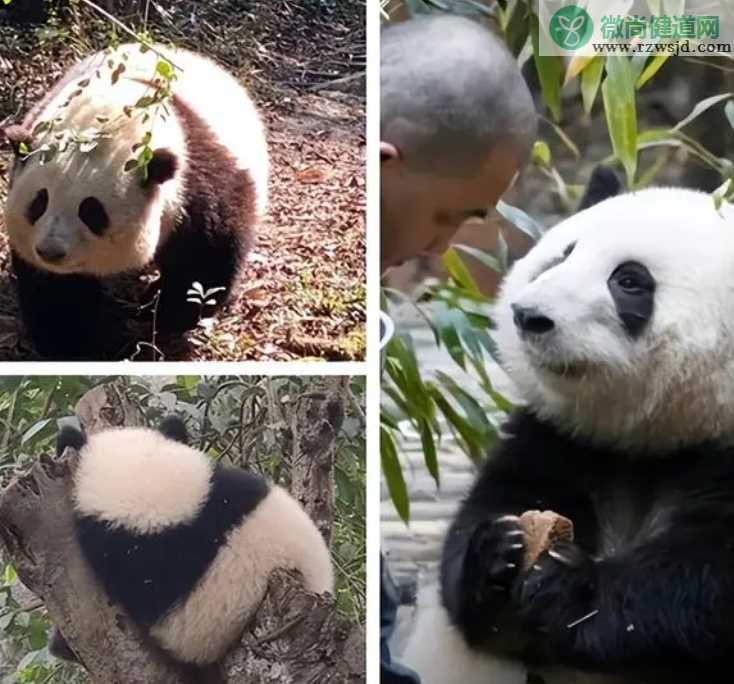 这不是花花是果赖 熊猫和花有多可爱