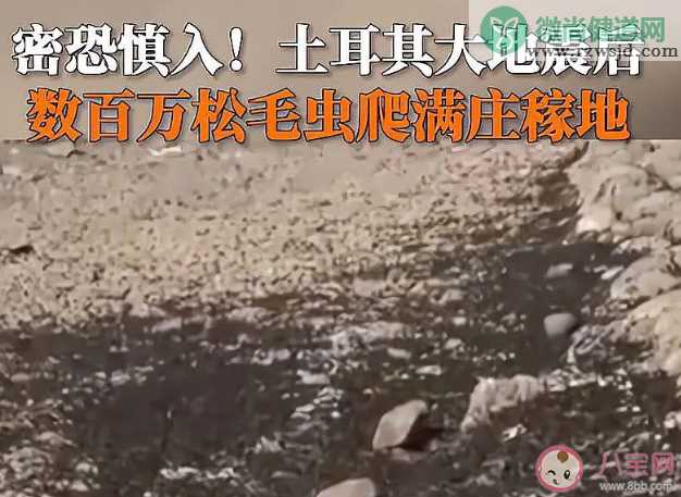 地震后松毛虫大规模入侵土耳其是怎么回事 为什么出现大量的松毛虫