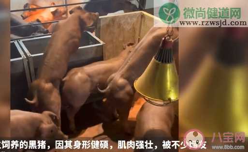 云南健身猪走红一头最高卖8万 健身猪属于什么品种