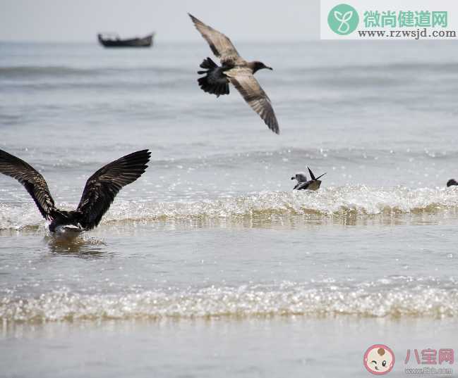 蚂蚁森林哪一种海鸟俗称呆鸥 神奇海洋3月14日答案