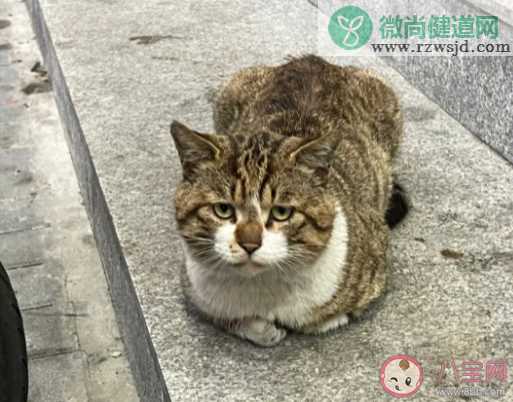 流浪猫能喂熟吗 要不要收养