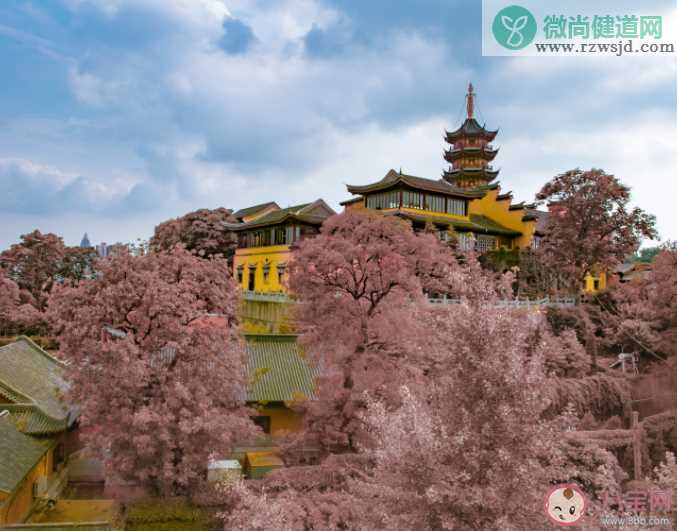 鸡鸣寺游客爆满设反悔门引导离寺 鸡鸣寺为什么这么火