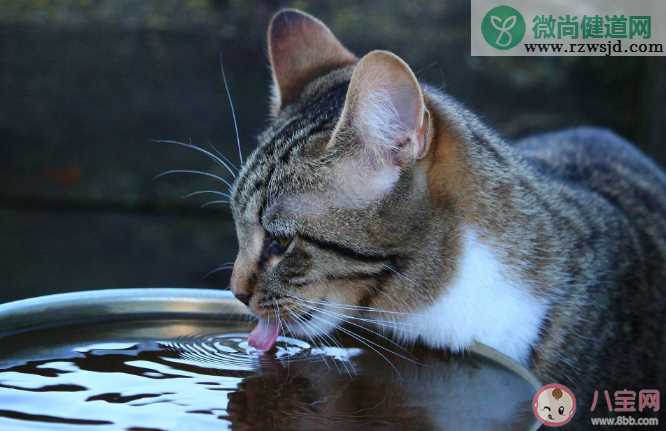 狗狗和猫咪舔水喝有什么区别 猫舔水为什么比狗优雅