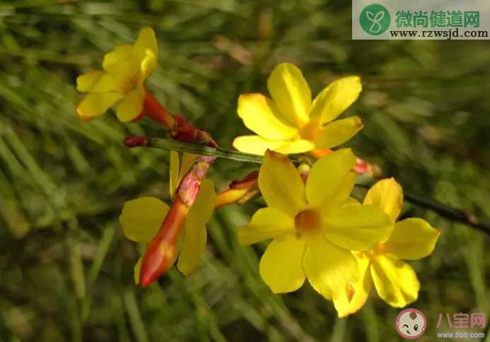 哪种植物一般是先开花后长叶子 蚂蚁庄园3月25日答案介绍