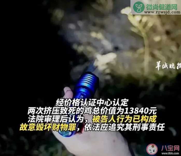 男子用手电筒吓死1100只鸡获刑 鸡为什么会被手电筒吓死