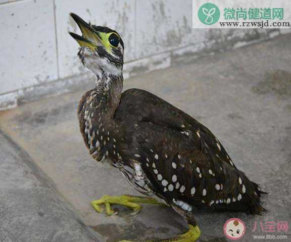 广东惠东发现世界最神秘的鸟 海南鳽为什么被称为最神秘的鸟