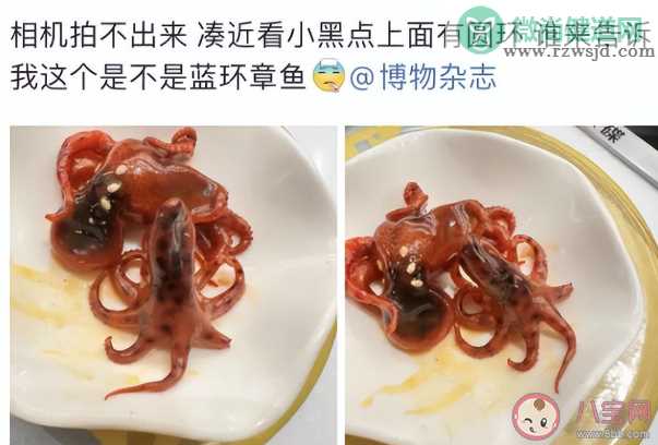 蓝环章鱼的毒没有解药 蓝环章鱼毒素来源于什么