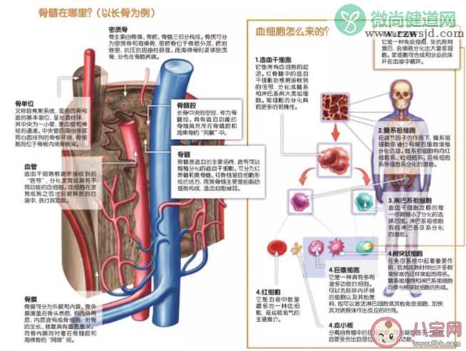 哪个器官被称为人体的造血工厂 蚂蚁庄园4月27日答案最新