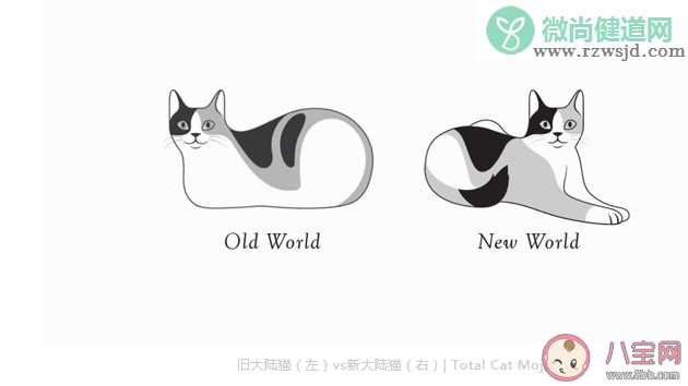 猫猫为什么总爱揣手手 猫咪的爪爪有什么作用