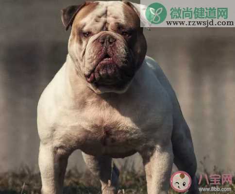 美国小镇选斗牛犬做镇长是什么情况 美国斗牛犬性格性格凶吗