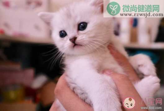 猫咪生宝宝怎么发朋友圈说说