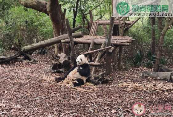 带孩子看熊猫发朋友圈的说说 陪孩子看熊猫心情感慨