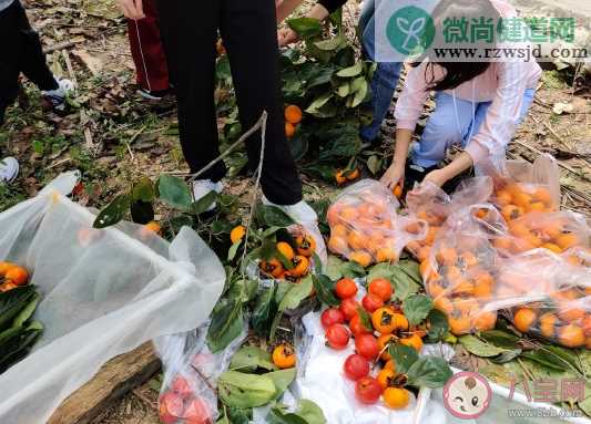  去摘柿子发朋友圈的说说 摘柿子的感受心情句子