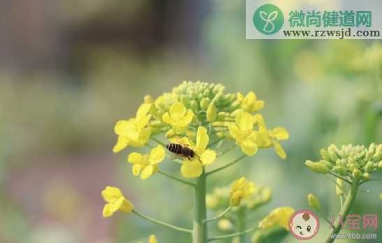 春日阳光正好发朋友圈文案 春日天气真好唯美浪漫句子