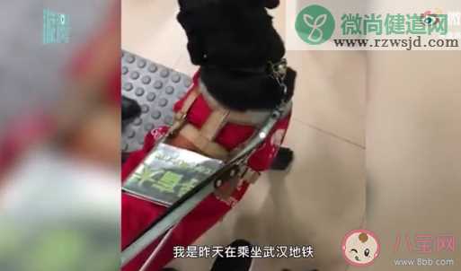 导盲犬使用公共交通该不该戴嘴罩 给导盲犬戴嘴罩会有什么影响