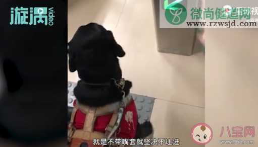 导盲犬使用公共交通该不该戴嘴罩 给导盲犬戴嘴罩会有什么影响