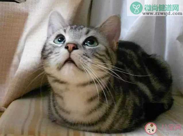 猫猫为什么总爱揣手手 猫咪的爪爪有什么作用