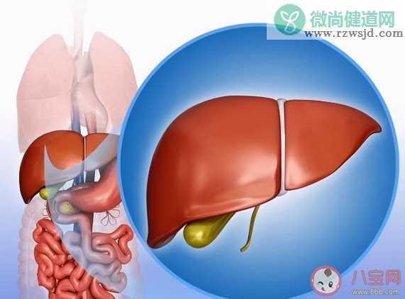 2021全国爱肝日主题是什么 警惕酒精肝和药肝两大杀手