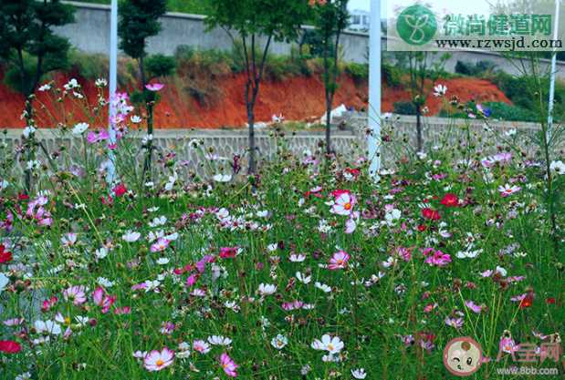 我希望许过的愿望一路生花是什么歌 《一路生花》完整版歌词在线听歌