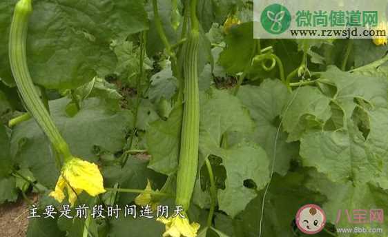 蔬菜价格高位运行态势仍会持续 蔬菜什么时候才会降价