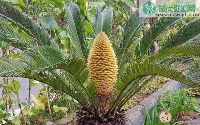 千年铁树开花结果果能生食吗 蚂蚁庄园11月15日答案