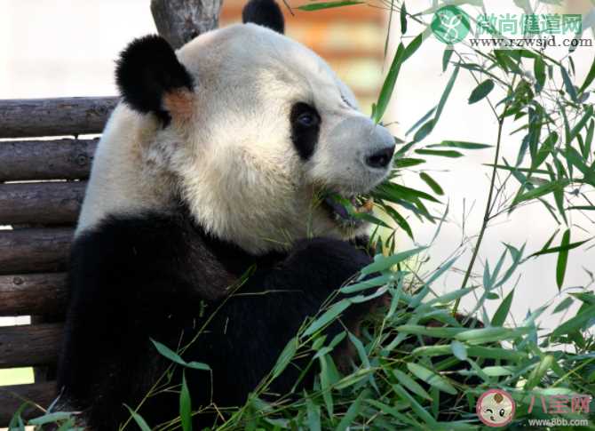 大熊猫爱吃的竹子实际上是什么蚂蚁庄园 12月12日小课堂答案