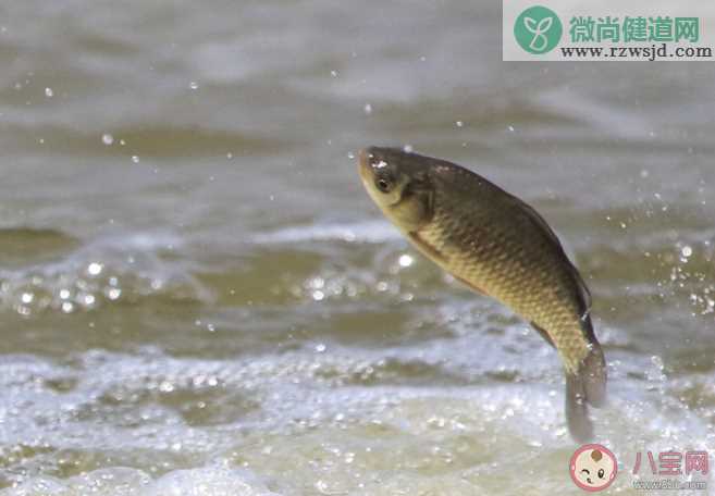 新三样鱼饵是哪三样 新手野钓鱼饵怎么选