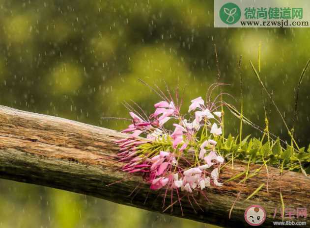 蚂蚁庄园雨水节气一定会下雨吗 2月19日答案解析