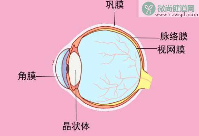 人类有色盲症那动物中也有色盲吗 蚂蚁庄园2月22日答案最新