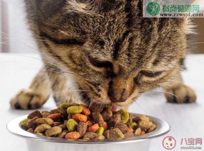 猫咪为什么要留一点猫粮在碗底 如何挑选一款好的猫粮