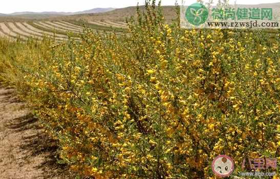 以下哪种植物是冬季封草地时动物的救命草 蚂蚁庄园3月12日答案最新