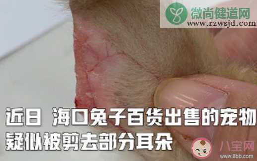 宠物店回应为抬价剪兔耳是怎