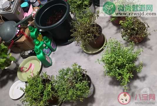 养的花死了怎么发朋友圈说说 把植物养死的搞笑说说句子